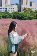 红花山粉黛乱子草