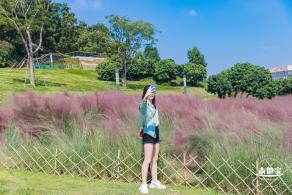 红花山粉黛乱子草