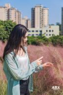 红花山粉黛乱子草
