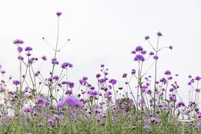 流花山马鞭草+灯光花海