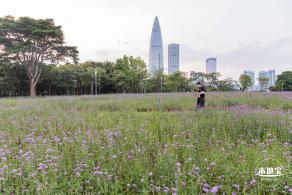 流花山马鞭草+灯光花海