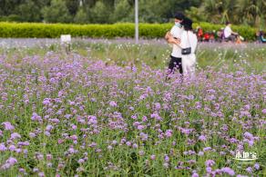 流花山马鞭草+灯光花海