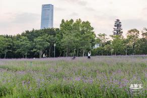 流花山马鞭草+灯光花海