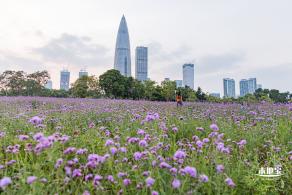 流花山马鞭草+灯光花海