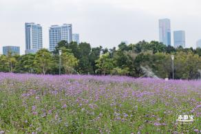 流花山马鞭草+灯光花海