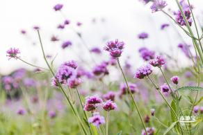 流花山马鞭草+灯光花海