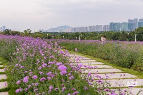 流花山马鞭草+灯光花海