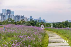 流花山马鞭草+灯光花海