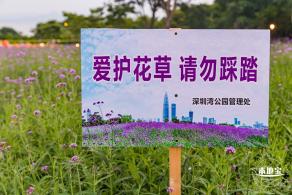 流花山马鞭草+灯光花海