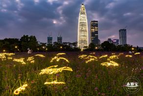 流花山马鞭草+灯光花海