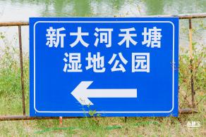 禾塘湿地园粉黛乱子草