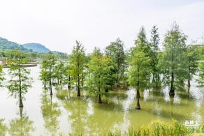 宝安人才林公园