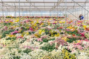 2020大鹏菊花展