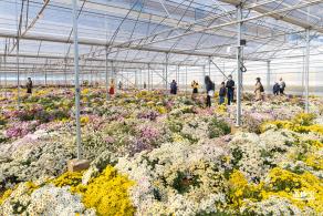 2020大鹏菊花展