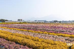 2020大鹏菊花展