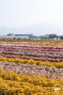 2020大鹏菊花展