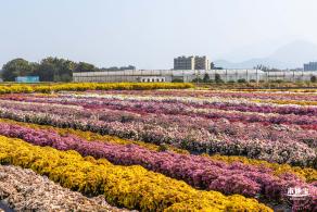 2020大鹏菊花展