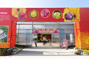 2020大鹏菊花展