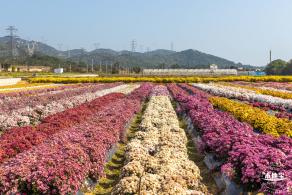 2020大鹏菊花展