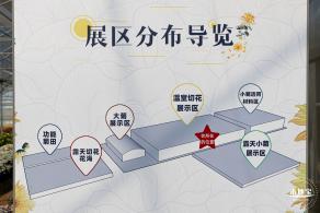 2020大鹏菊花展