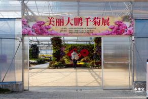 2020大鹏菊花展