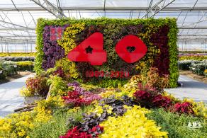 2020大鹏菊花展