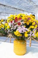 2020大鹏菊花展
