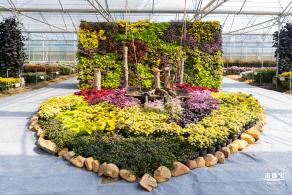 2020大鹏菊花展
