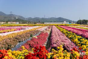 2020大鹏菊花展