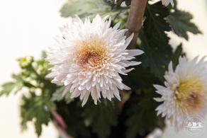 2020大鹏菊花展