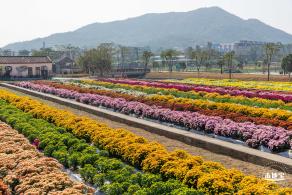 2020大鹏菊花展