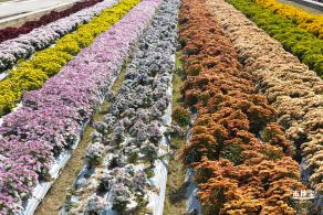 2020大鹏菊花展