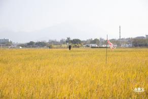 2020大鹏菊花展