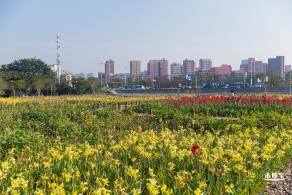 楼村湿地公园