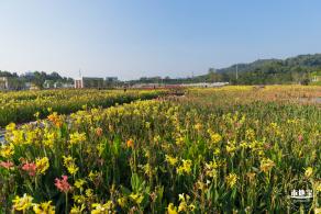 楼村湿地公园