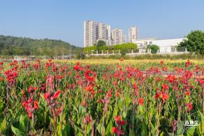 楼村湿地公园