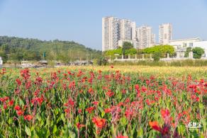楼村湿地公园