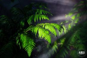 仙湖植物园(蕨类中心+幽溪）