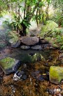 仙湖植物园(蕨类中心+幽溪）