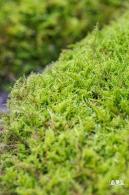 仙湖植物园(蕨类中心+幽溪）