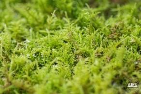 仙湖植物园(蕨类中心+幽溪）