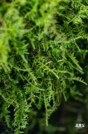 仙湖植物园(蕨类中心+幽溪）