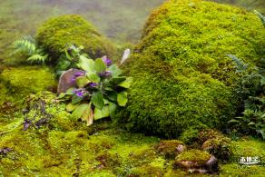 仙湖植物园(蕨类中心+幽溪）