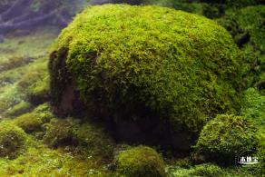 仙湖植物园(蕨类中心+幽溪）