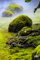 仙湖植物园(蕨类中心+幽溪）