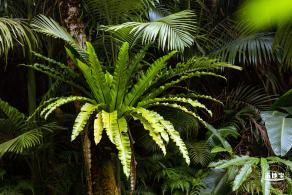 仙湖植物园(蕨类中心+幽溪）