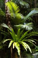 仙湖植物园(蕨类中心+幽溪）