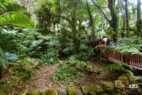 仙湖植物园(蕨类中心+幽溪）