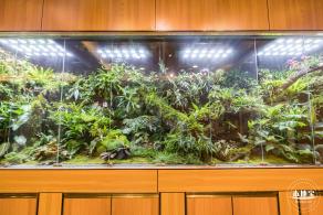 仙湖植物园(蕨类中心+幽溪）
