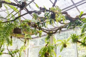 仙湖植物园(蕨类中心+幽溪）